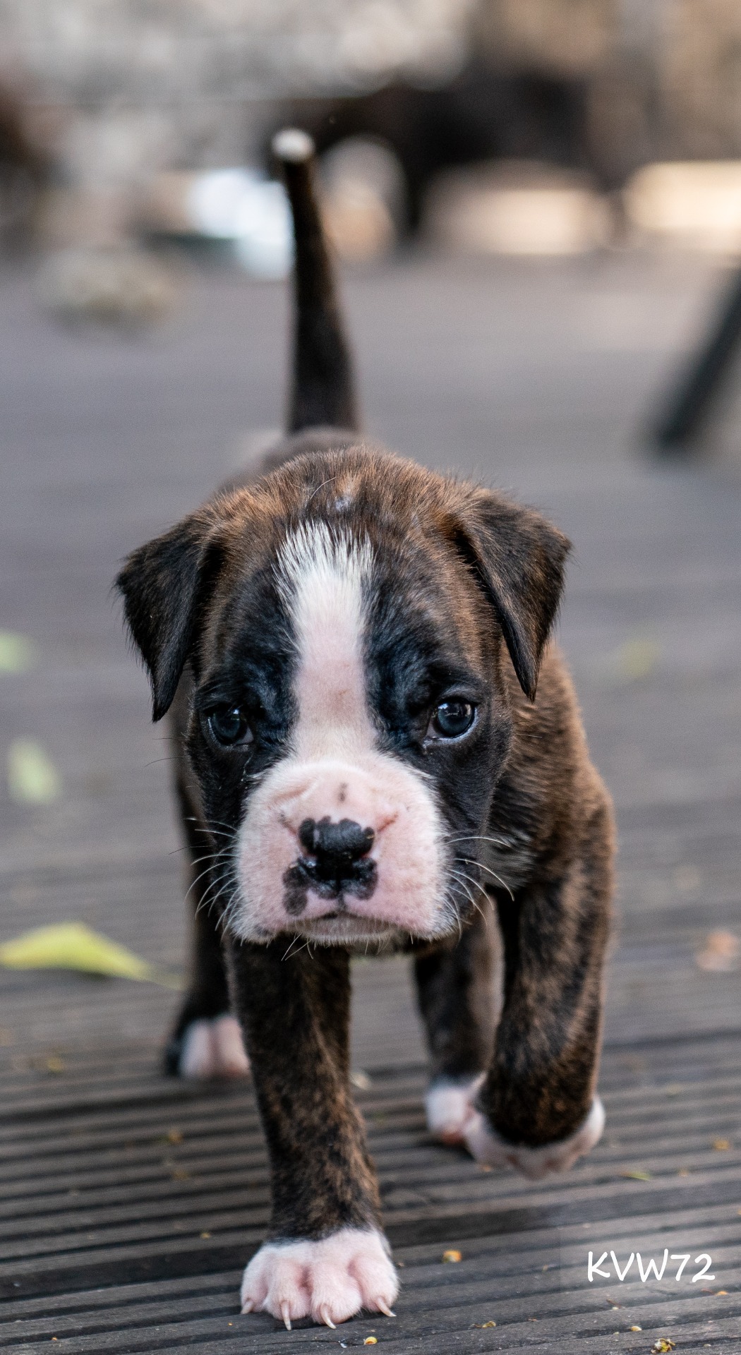 Ernie - pes/Rüde/boy RESERVED