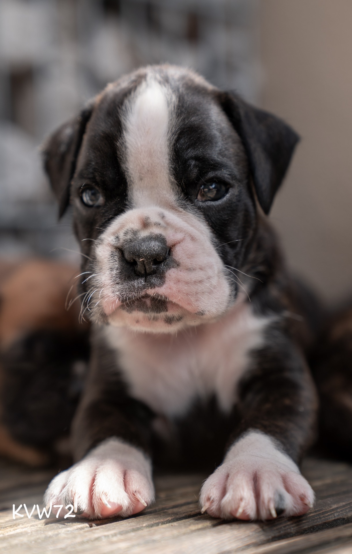 Erevu - pes/Rüde/boy AVAILABLE